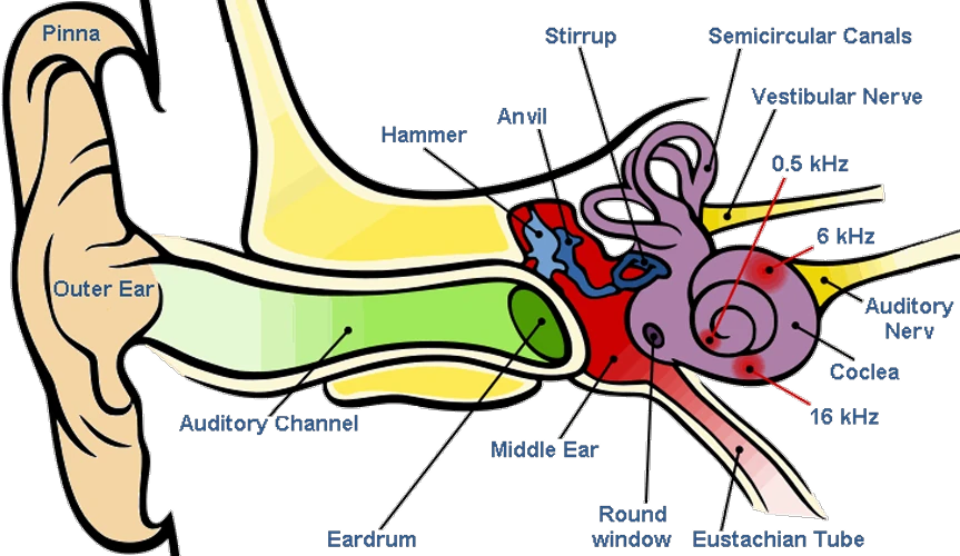  Human ear 